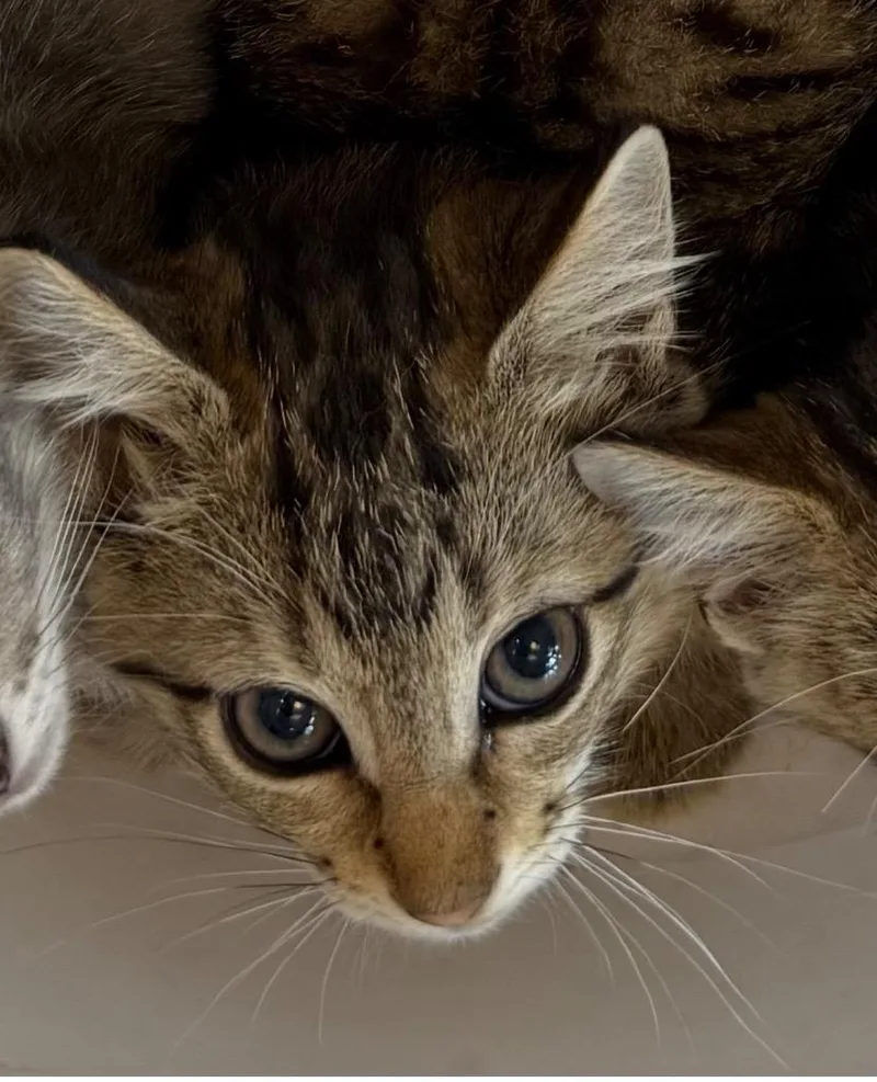 A baby small-sized male Domestic Short Hair cat named Mochi for adoption in Belton, TX