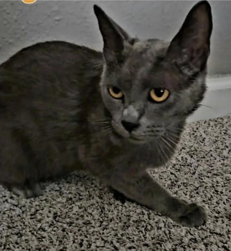 A young medium-sized female Gray / Blue / Silver Domestic Short Hair cat named Salem for adoption in Eugene, OR