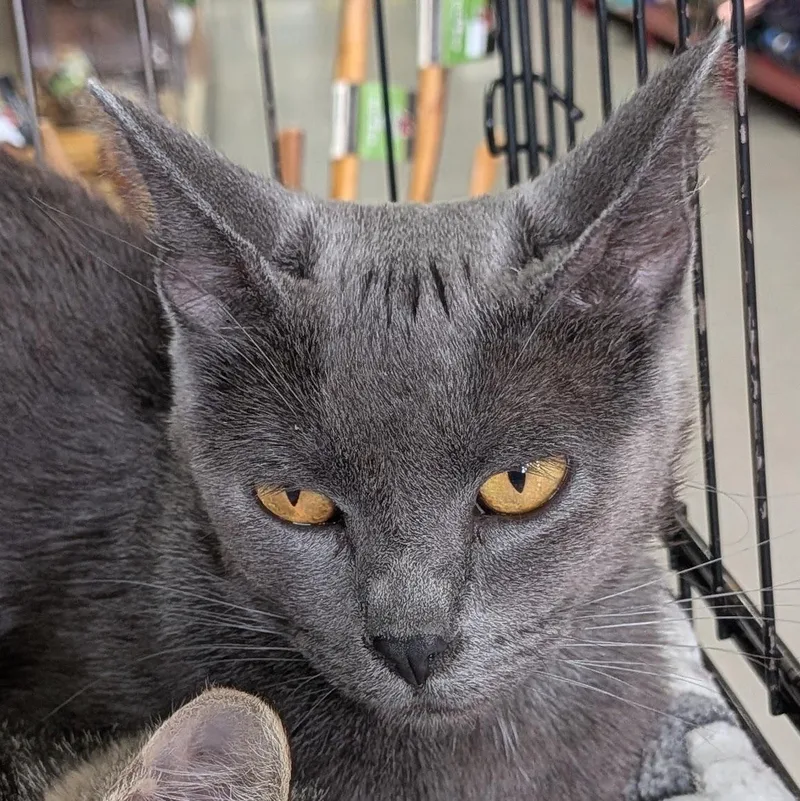 Salem thumbnail 3