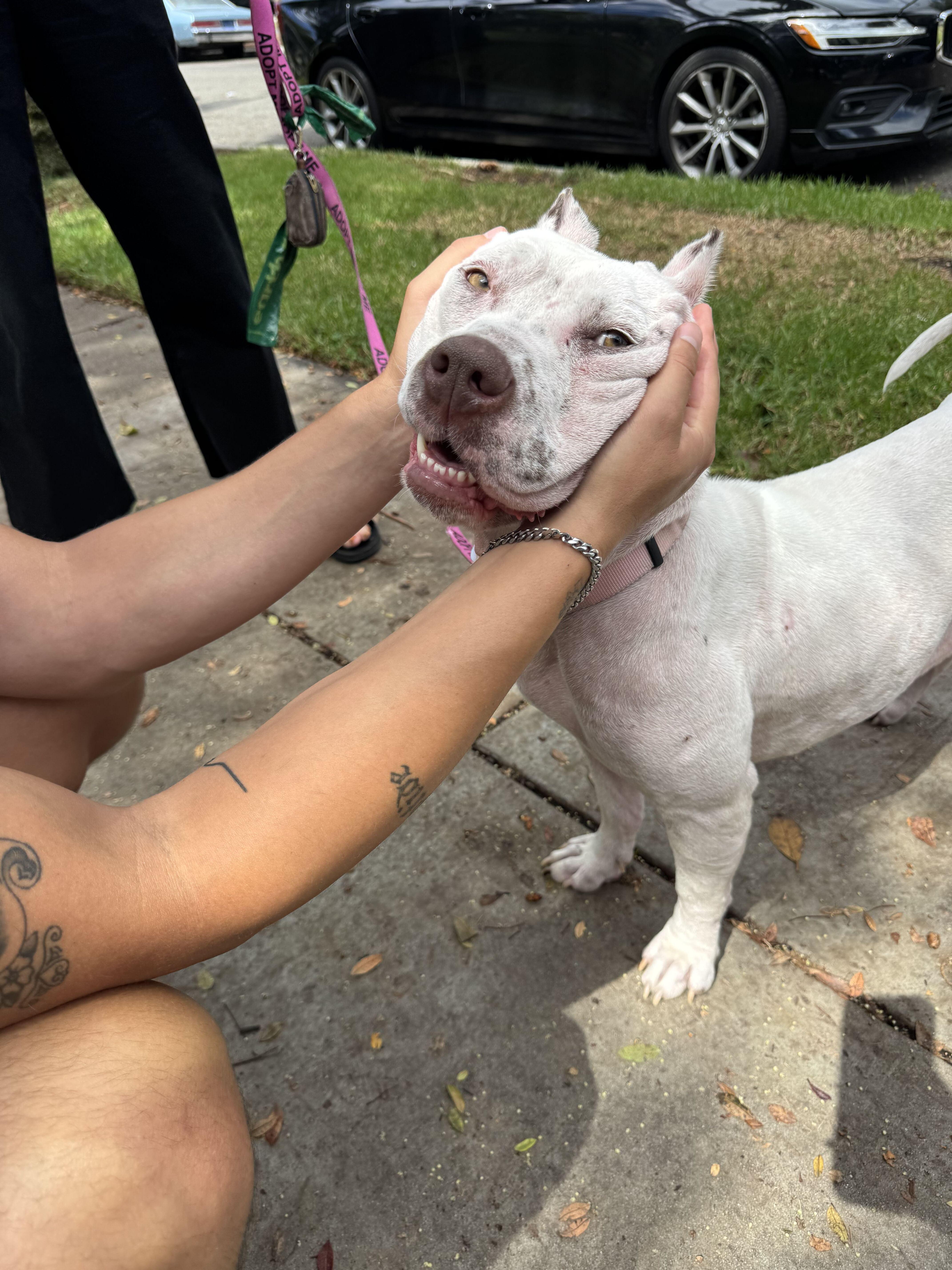 A young medium-sized female White / Cream Dogo Argentino dog named Fiona for adoption in West Hollywood, CA