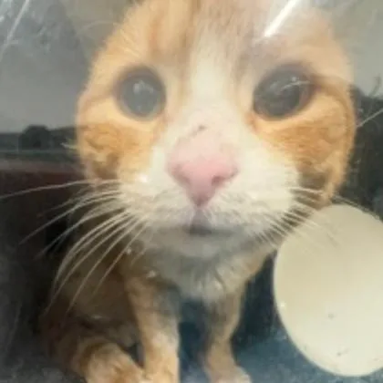 An adult medium-sized male Orange / Red Domestic Short Hair cat named Clementine Island for adoption in New York, NY