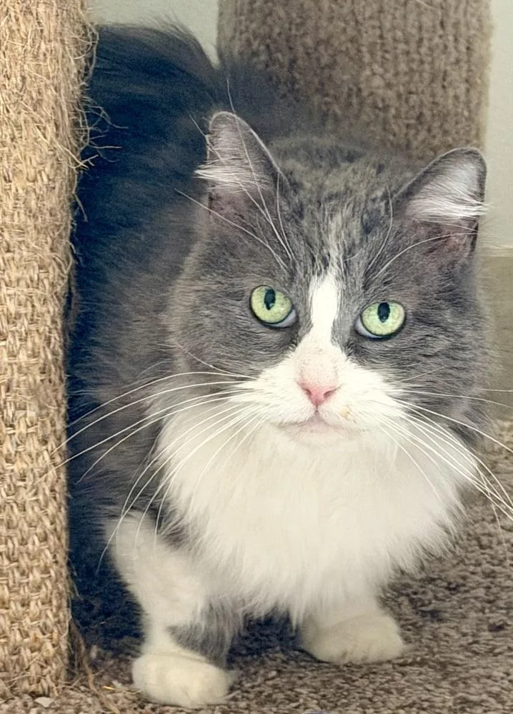 A senior medium-sized female Gray & White Domestic Long Hair cat named Charity for adoption in Chicago, IL