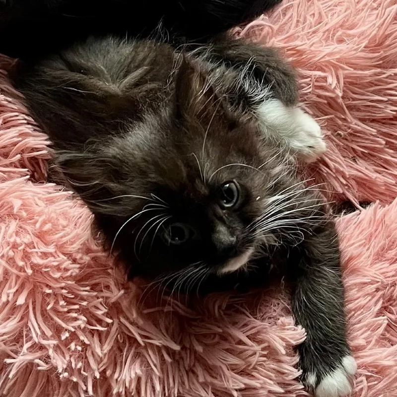 A baby small-sized female Black Domestic Short Hair cat named Eulalia for adoption in Hammonton, NJ