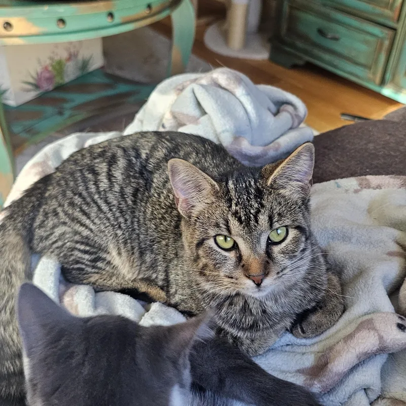 A young medium-sized female Tabby (Gray / Blue / Silver) Domestic Short Hair cat named Melody for adoption in Logan, OH