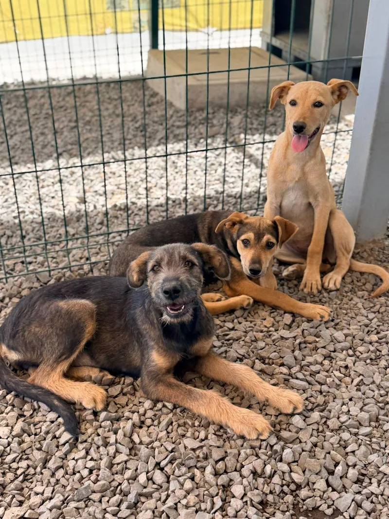 Caramel thumbnail 6
