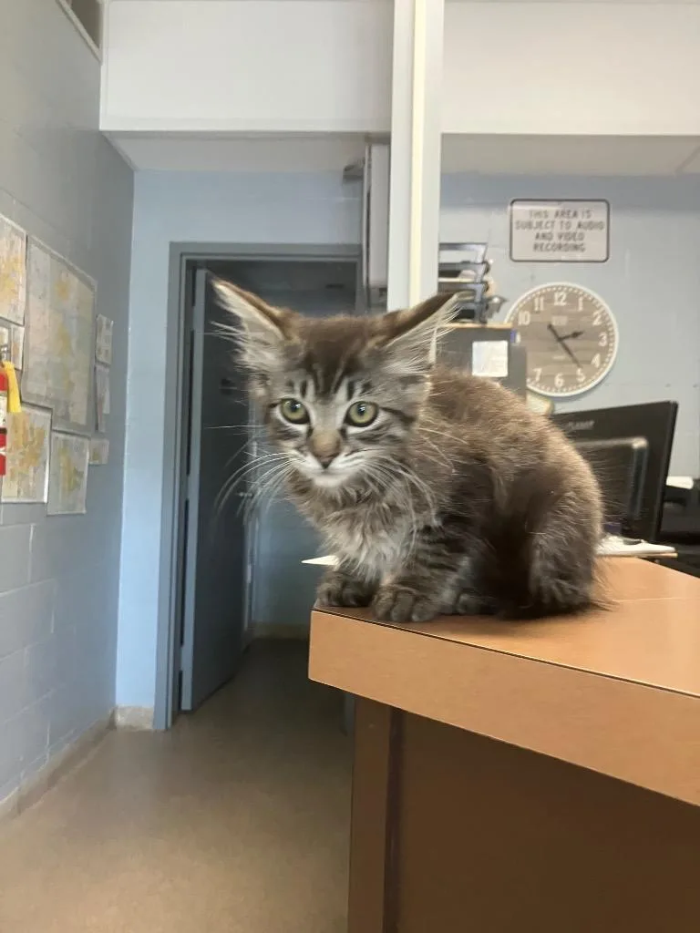 A baby medium-sized female Domestic Short Hair cat named Tilly for adoption in Troy, OH