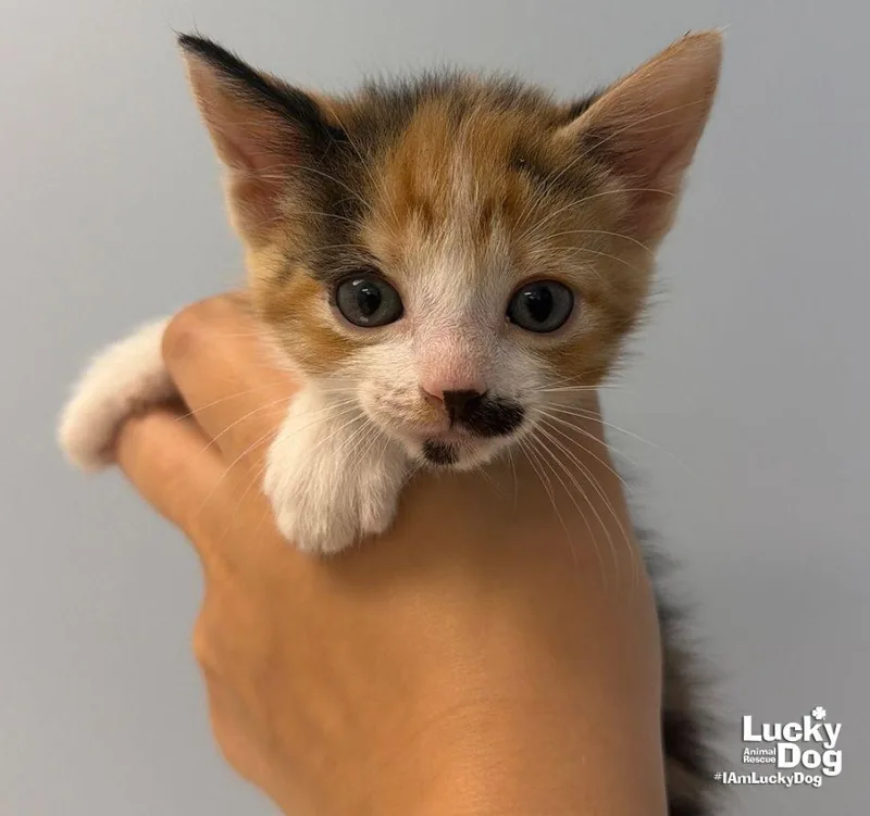 A baby medium-sized female Domestic Short Hair cat named Sage for adoption in Washington, DC