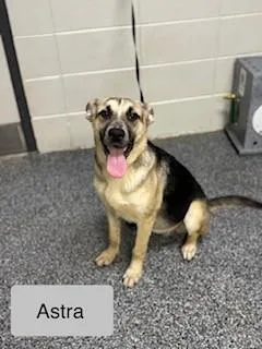 A young medium-sized female German Shepherd Dog dog named Astra for adoption in Lake Wylie, SC