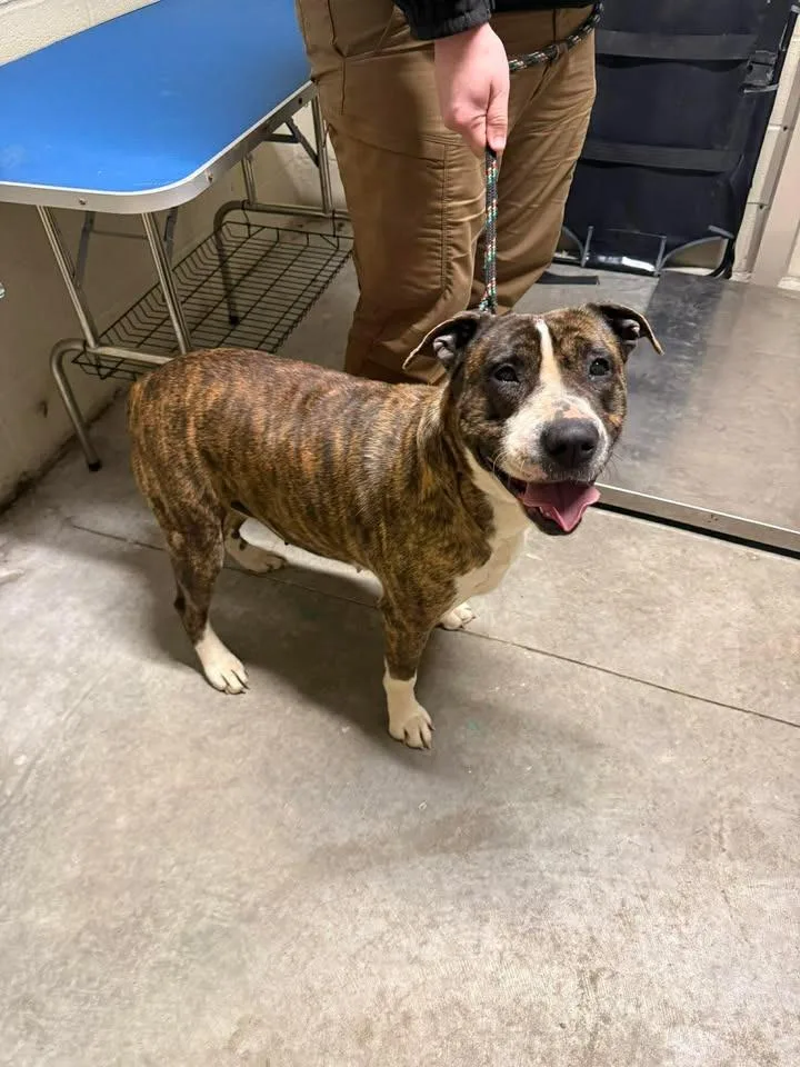 An adult large-sized female Pit Bull Terrier dog named Mabel for adoption in Shelbyville, TN