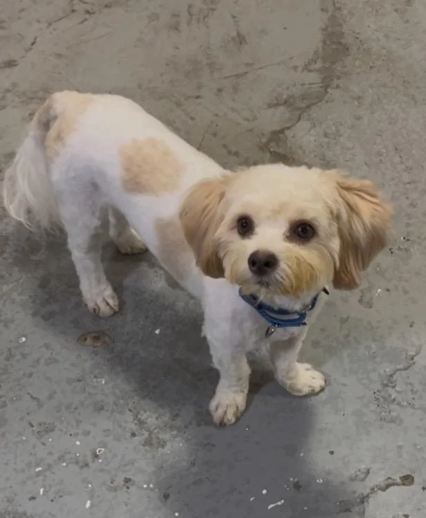 Oliver  Come Meet thumbnail 3