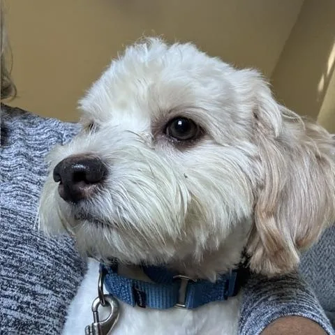Oliver  Come Meet thumbnail 5