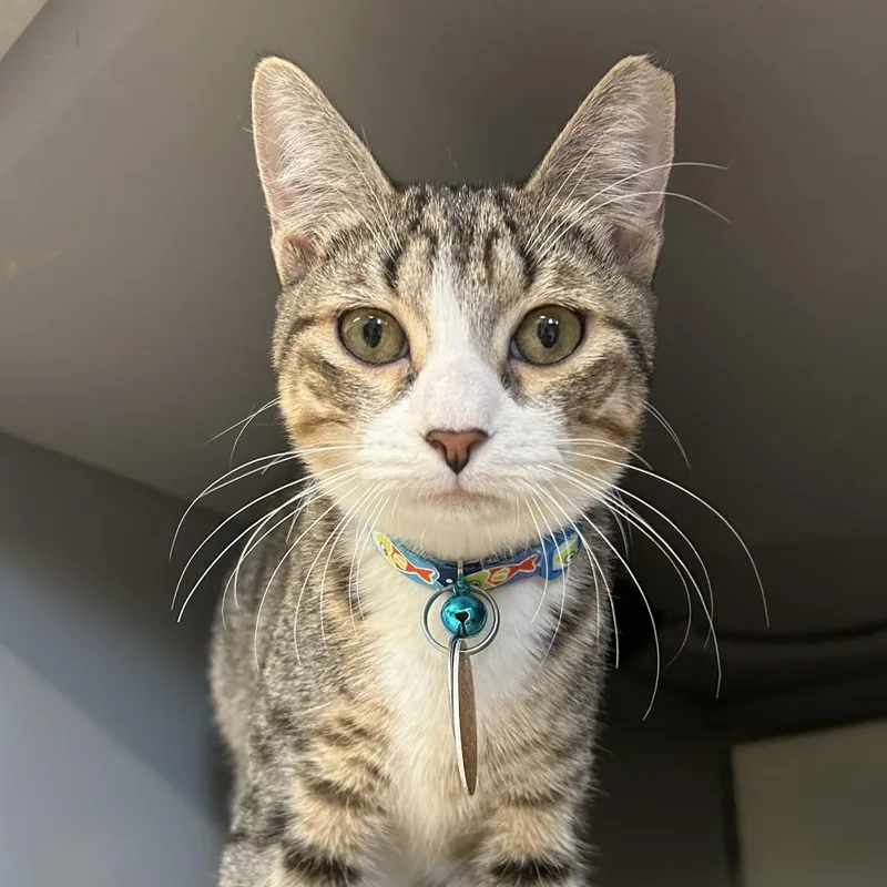 A young small-sized male Brown / Chocolate Domestic Short Hair cat named PR Mojito for adoption in Port Washington, NY