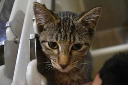 A young medium-sized female Domestic Short Hair cat named Elly May for adoption in Kansas City, MO