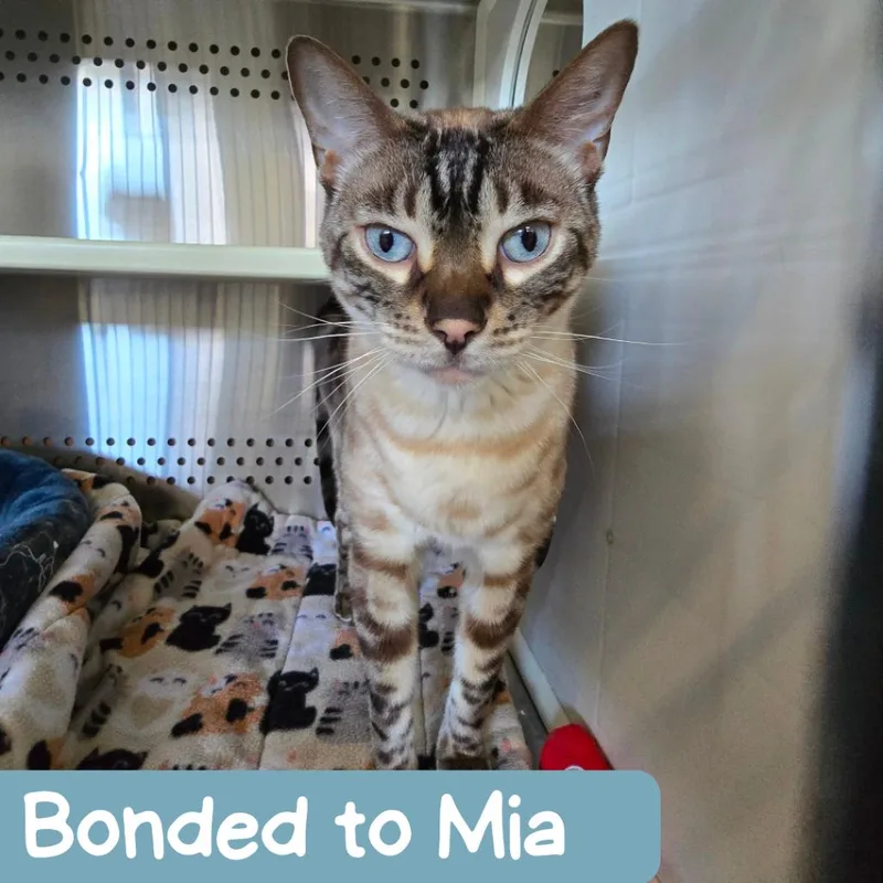 An adult large-sized male Brown / Chocolate Bengal cat named Kevin for adoption in Denver, CO