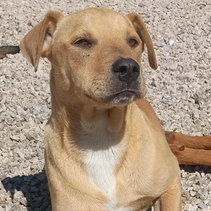 A baby medium-sized male Golden Mixed Breed dog named Brio for adoption in Rochester, MN