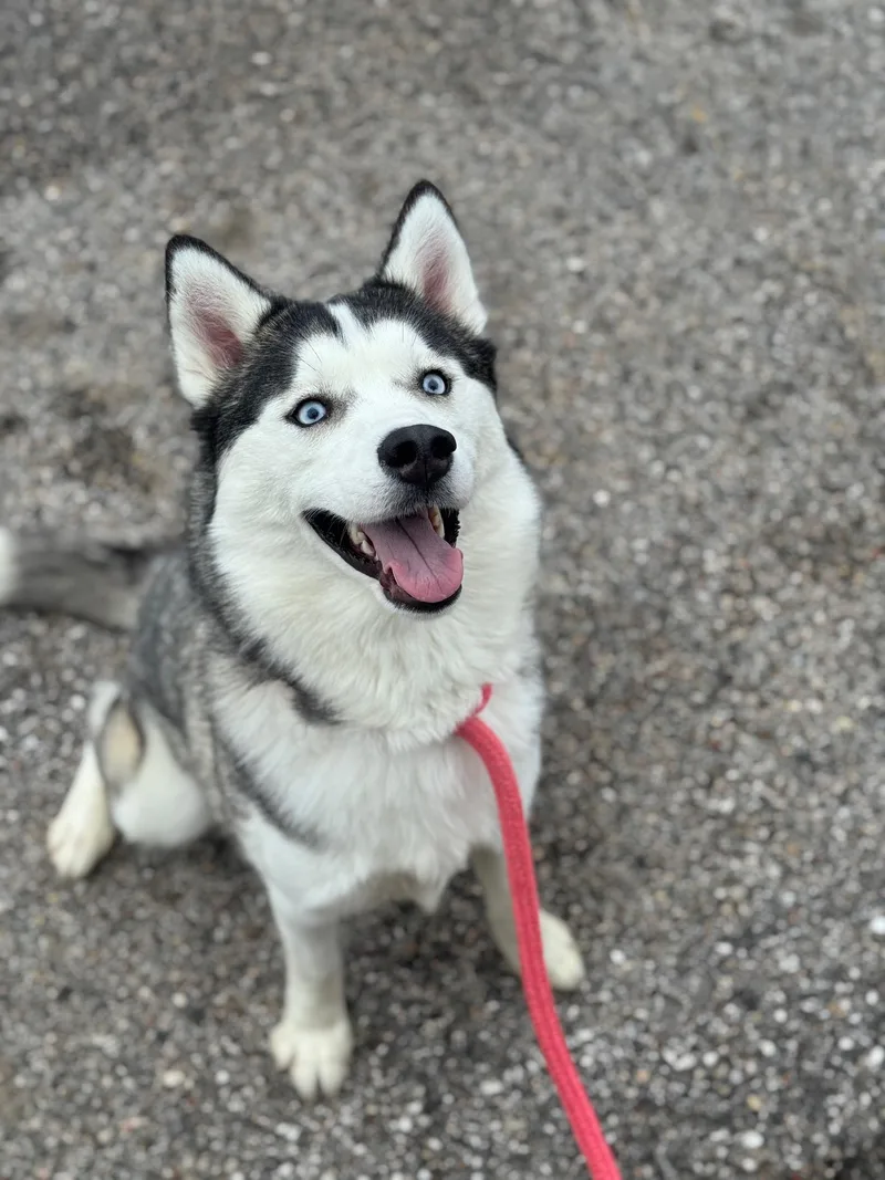 An adult medium-sized female Gray / Blue / Silver Husky dog named Penny for adoption in Benton Harbor, MI