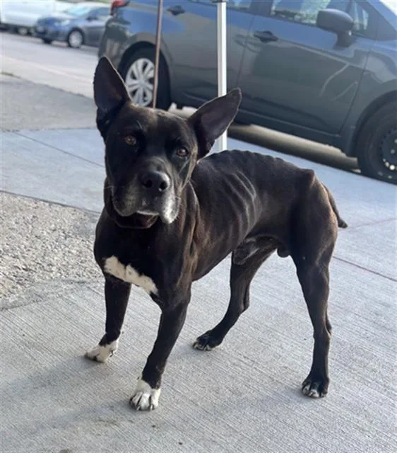 An adult large-sized male Mixed Breed dog named Jet for adoption in Dallas, TX