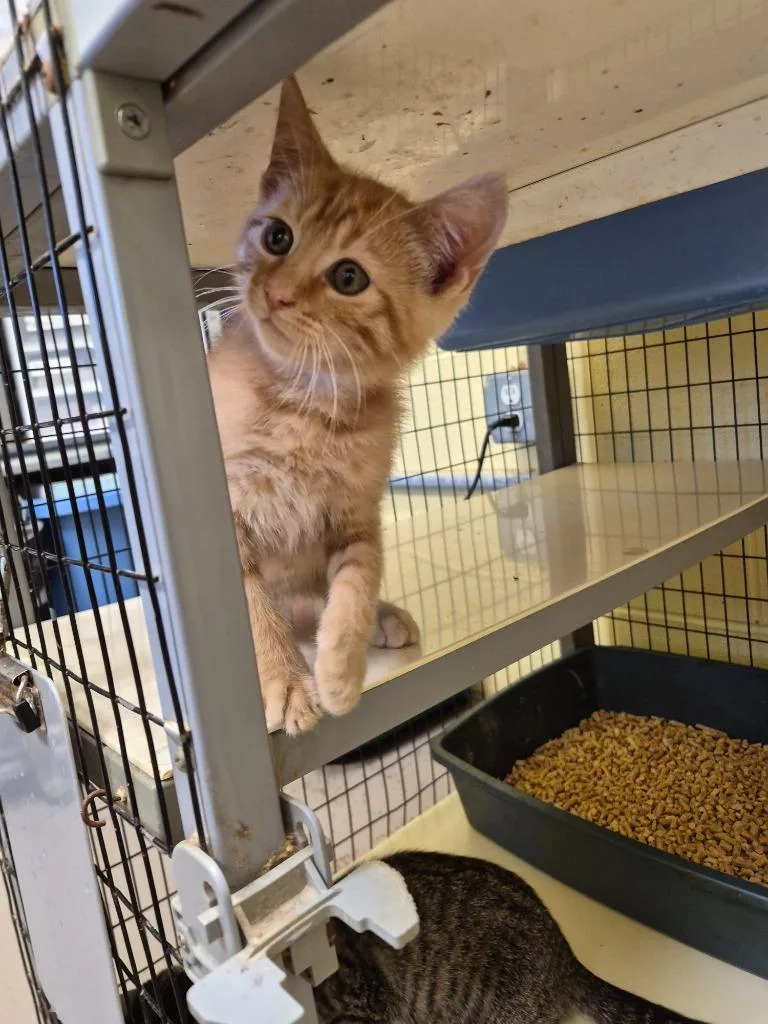 A baby small-sized male Domestic Short Hair cat named Rebel for adoption in Crossville, TN