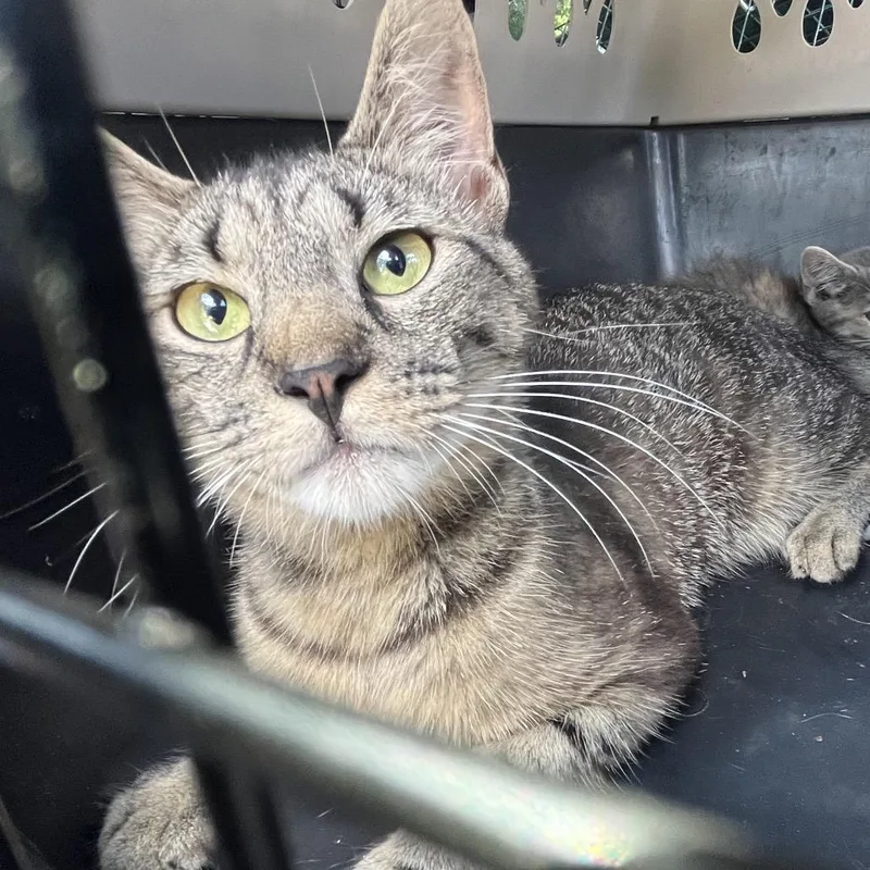 A young medium-sized male Brown / Chocolate Domestic Short Hair cat named Cesar for adoption in Mount Gilead, NC