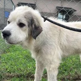An adult large-sized male White / Cream Great Pyrenees dog named Herrington for adoption in Calverton, NY