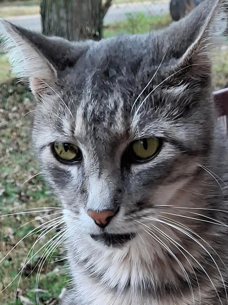 An adult large-sized male Gray / Blue / Silver American Shorthair cat named Sheldon for adoption in Valley Center, KS