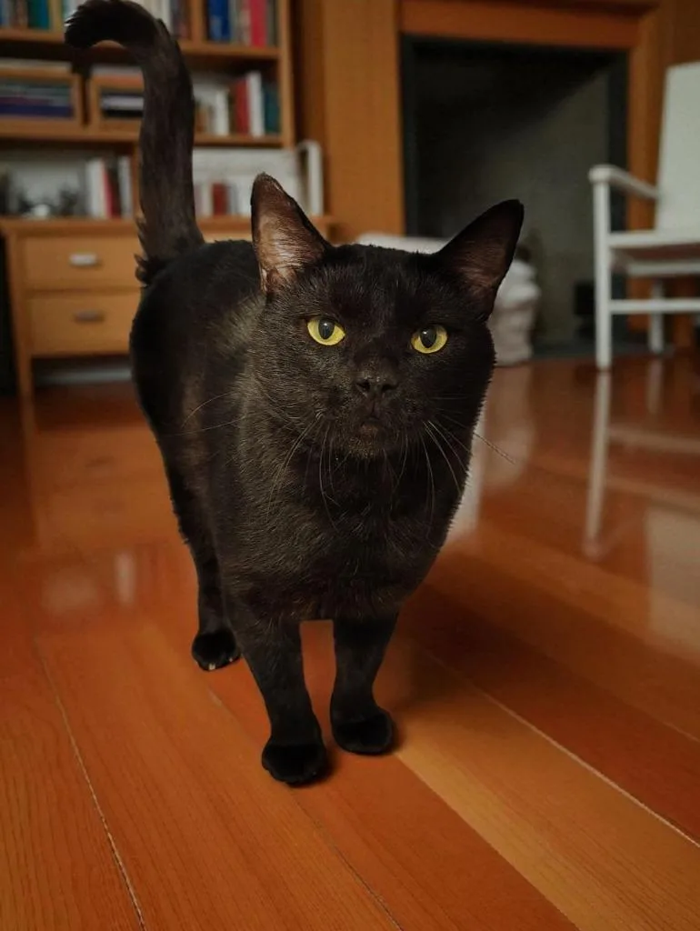 Cedric The Furtainer thumbnail 2