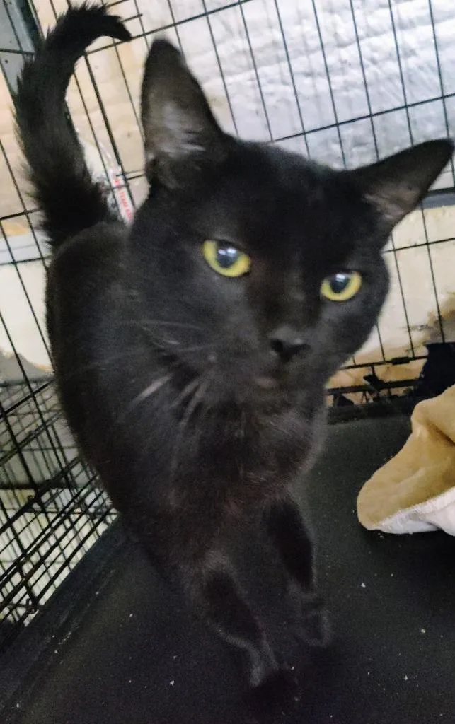 Cedric The Furtainer thumbnail 3