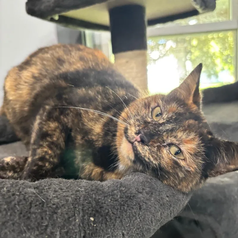 An adult small-sized female Tortoiseshell Domestic Short Hair cat named Lucy for adoption in Shelbyville, IN