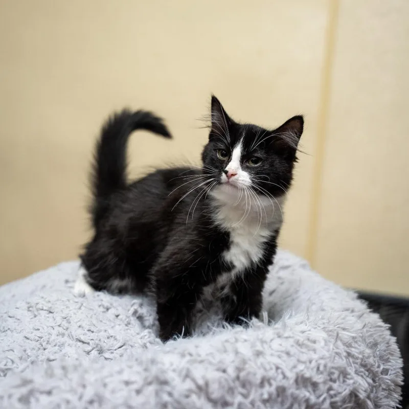 A baby small-sized male Domestic Medium Hair cat named Andrew for adoption in Gainesville, GA