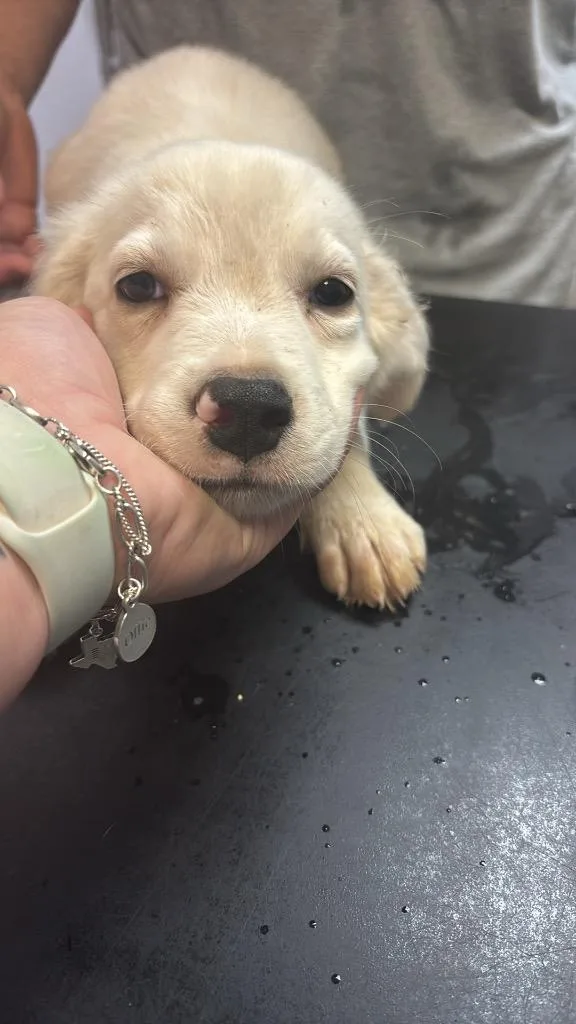 A baby medium-sized male Labrador Retriever dog named Dray for adoption in New Braunfels, TX