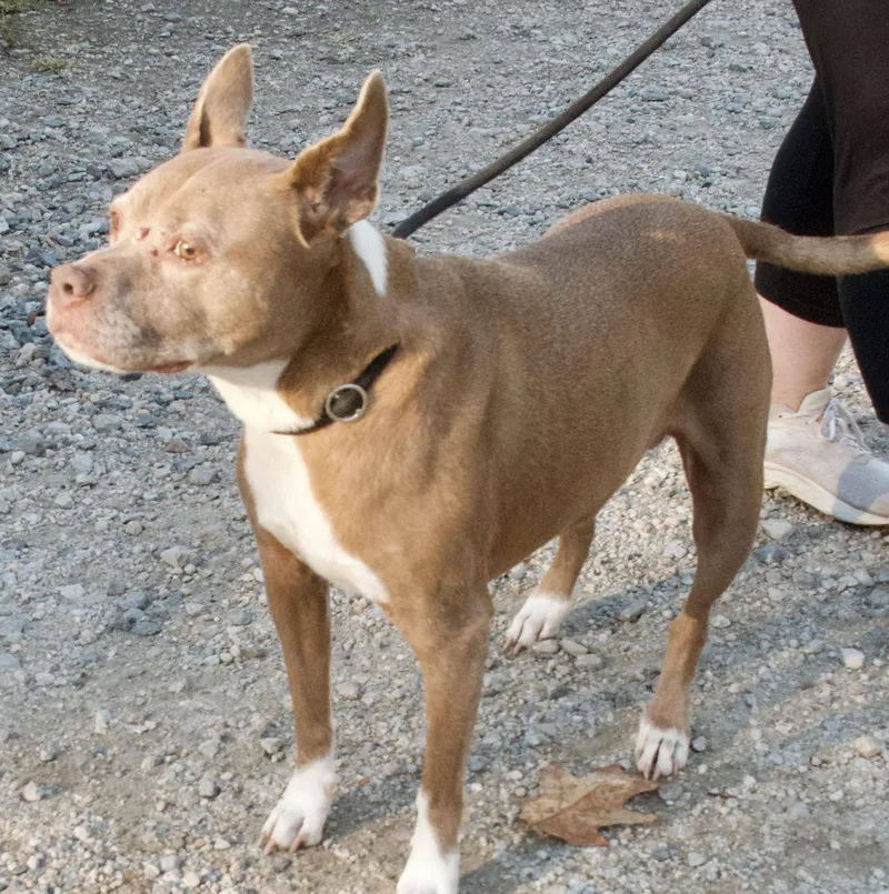 A senior medium-sized female Pit Bull Terrier dog named Abby for adoption in Gloucester, VA