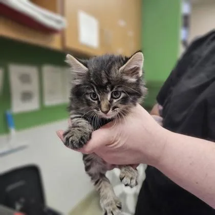 A young medium-sized female Domestic Short Hair cat named Leslie for adoption in Kansas City, MO