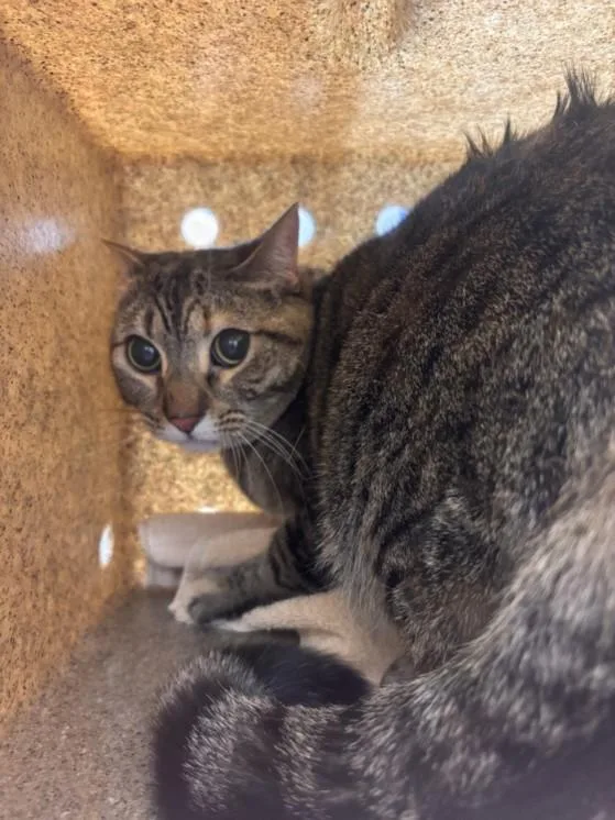 An adult small-sized female Domestic Short Hair cat named Rambutan for adoption in Loveland, CO