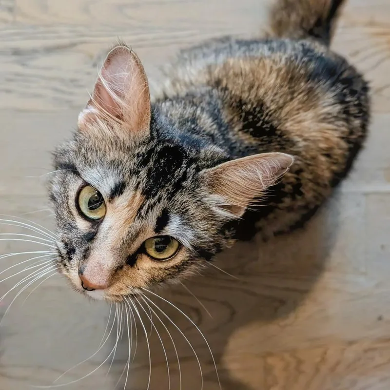 An adult medium-sized female Torbie Domestic Short Hair cat named Flower for adoption in Evanston, IL