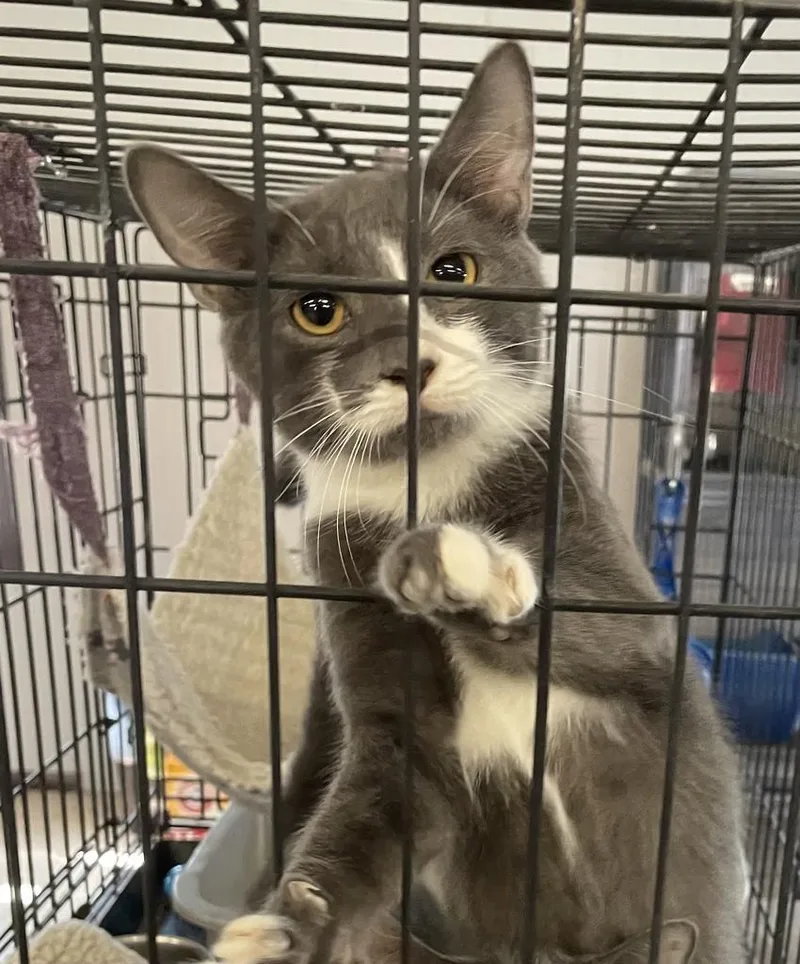 Hullabaloo thumbnail 2