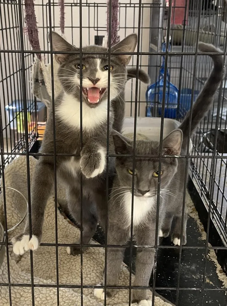 Hullabaloo thumbnail 3