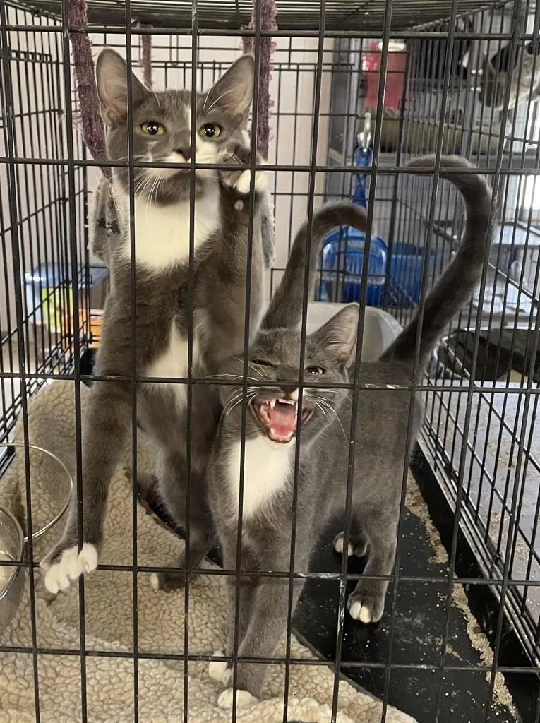 Hullabaloo thumbnail 5