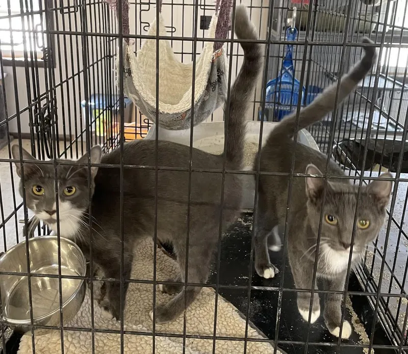 Hullabaloo thumbnail 6