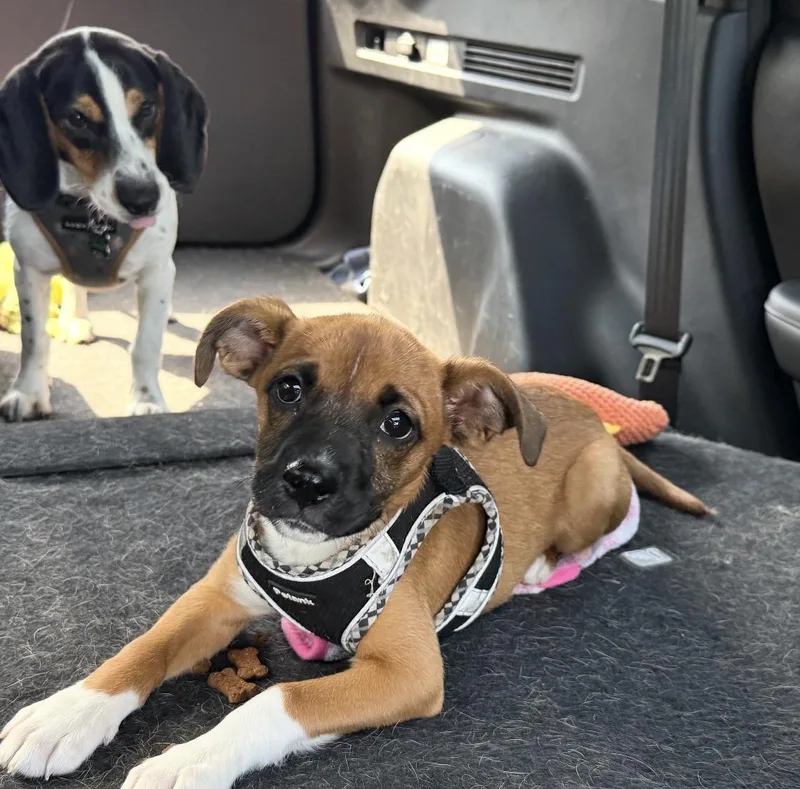 A baby medium-sized female Mixed Breed dog named Daisy for adoption in Maineville, OH