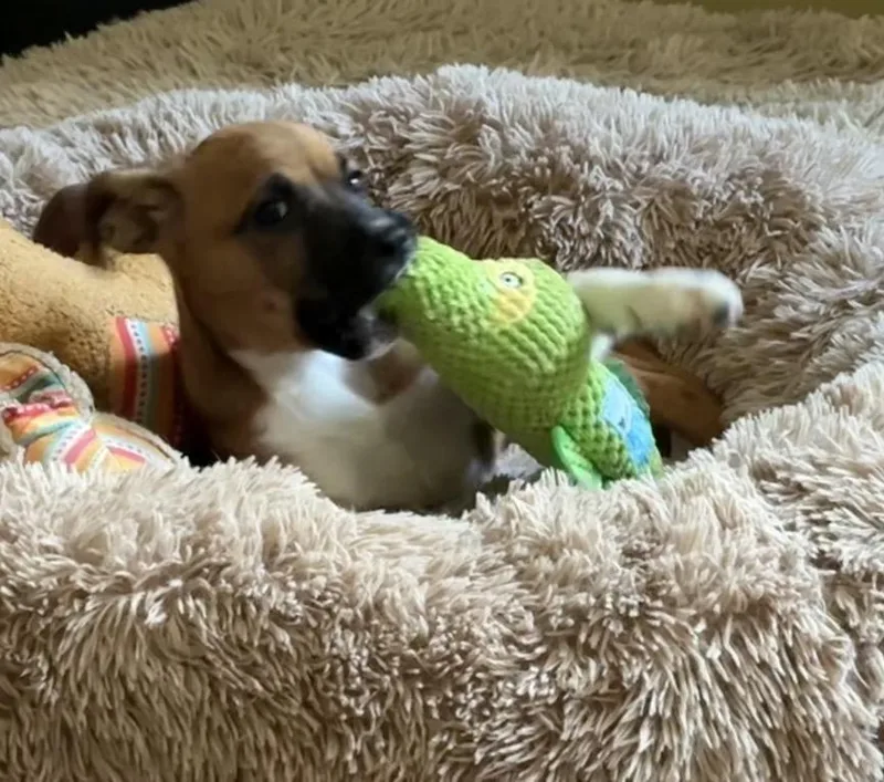 Daisy thumbnail 3