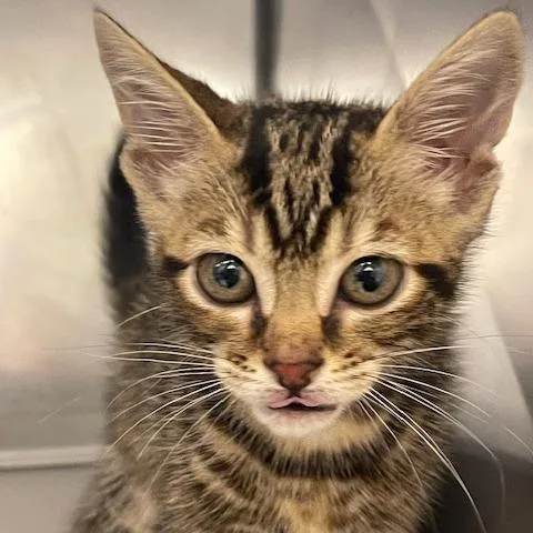 A baby small-sized female Brown / Chocolate Domestic Short Hair cat named Collette for adoption in Lake Panasoffkee, FL