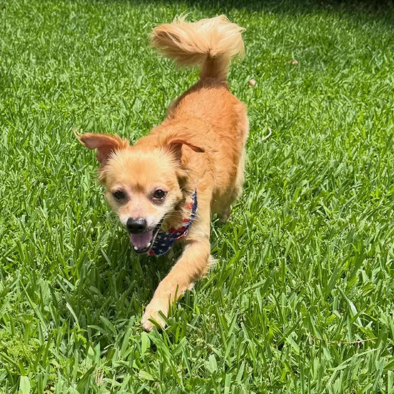 An adult small-sized male Yellow / Tan / Blond / Fawn Chihuahua dog named Mr Chiyagi for adoption in Green Bay, WI
