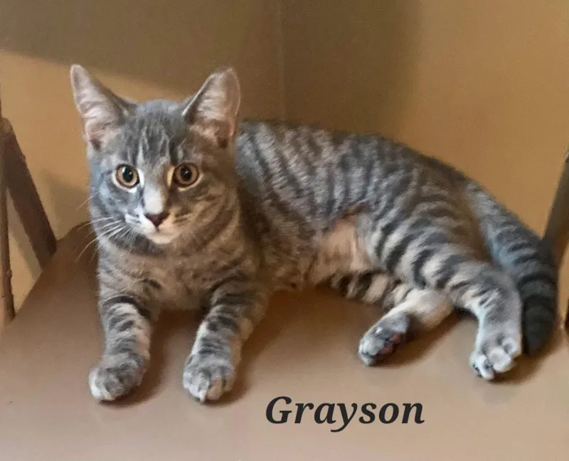 A young large-sized male Tabby cat named Grayson for adoption in Wheeling, IL