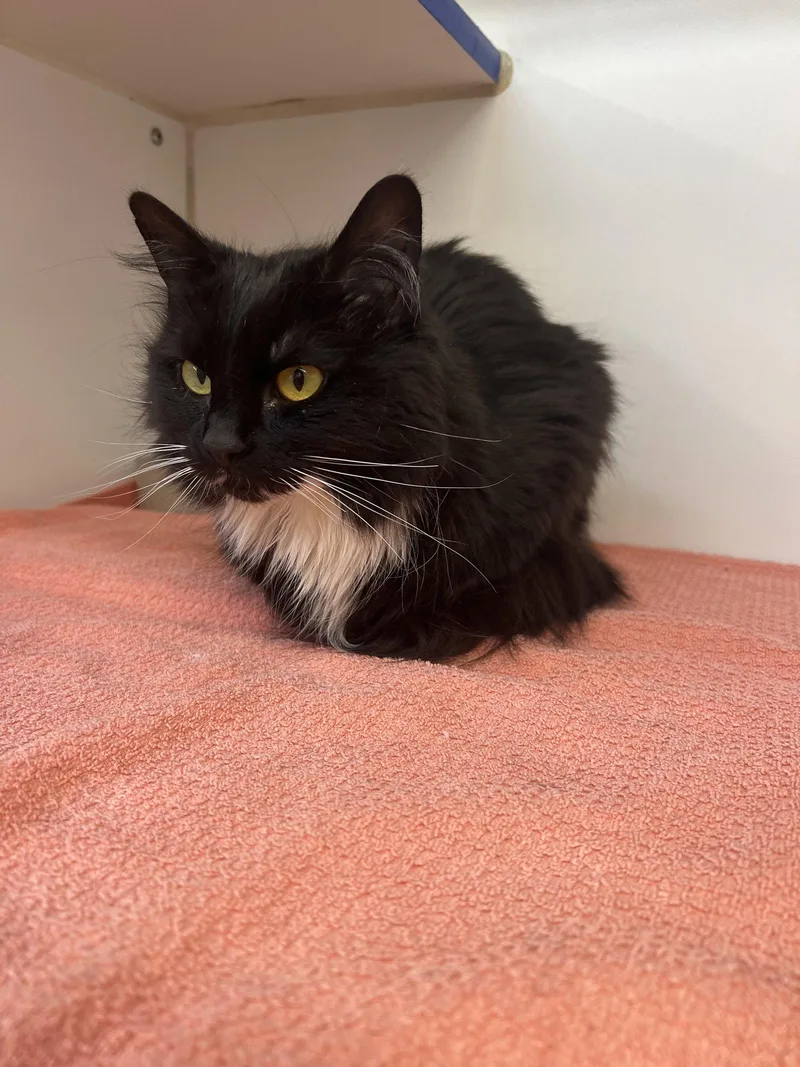 A young medium-sized female Domestic Long Hair cat named Minnie  Year Female for adoption in Sterling, MA