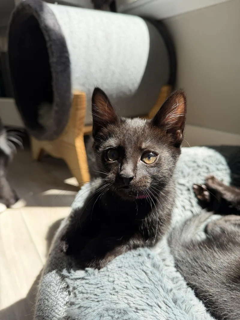 A baby medium-sized female Black Domestic Short Hair cat named Poppy And Alfalfa for adoption in Seattle, WA