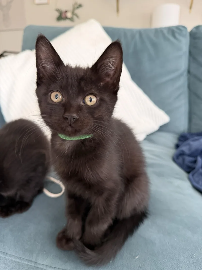 Poppy And Alfalfa thumbnail 2