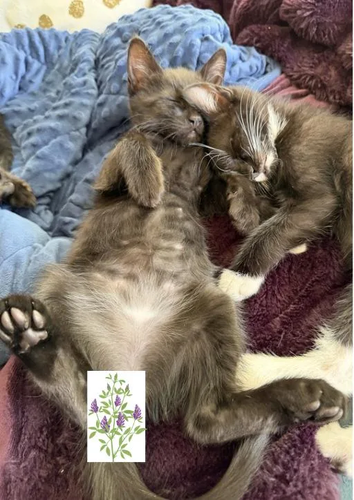 Poppy And Alfalfa thumbnail 3