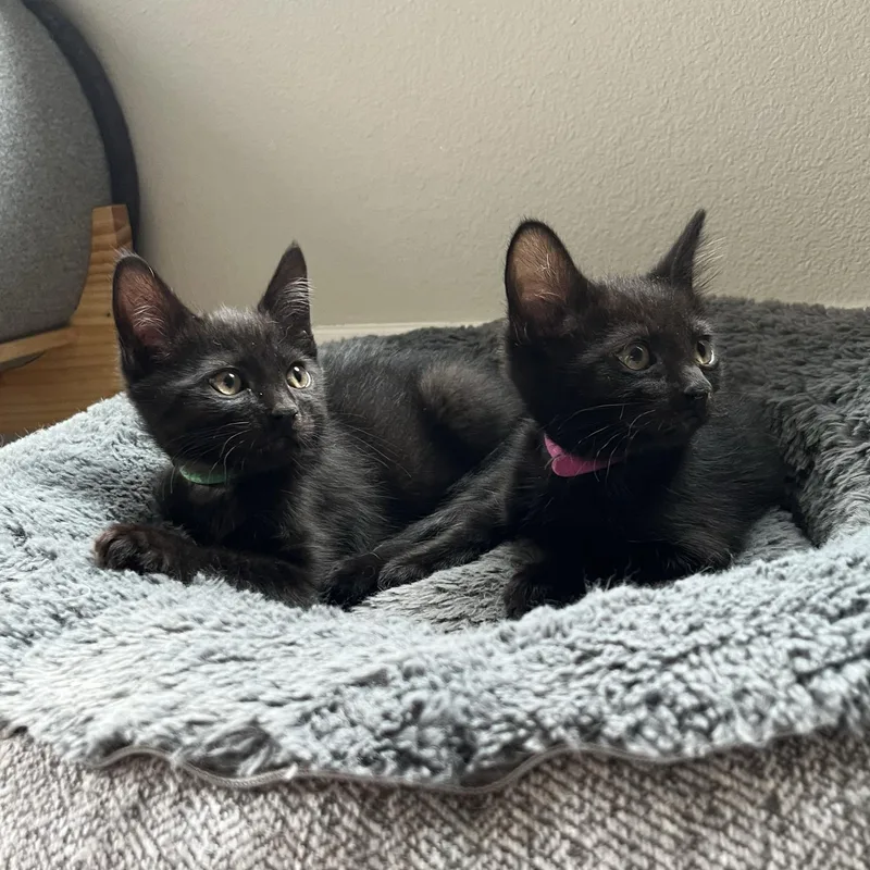 Poppy And Alfalfa thumbnail 5