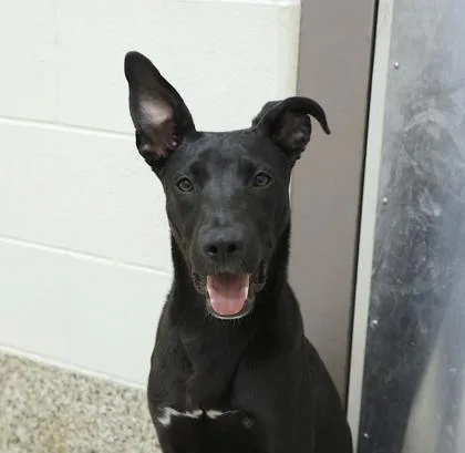 A baby medium-sized male Shepherd dog named Mamba for adoption in Westland, MI
