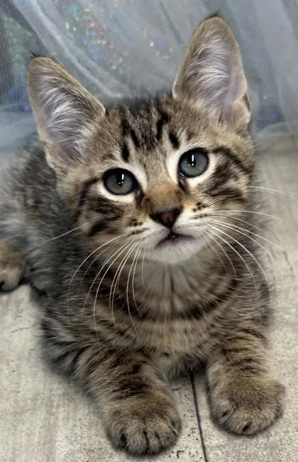 An adult small-sized male Domestic Short Hair cat named Sailor for adoption in Shreveport, LA